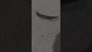 slug on concrete