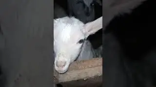 Козы