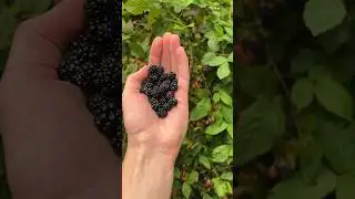 Abundant wild berries 