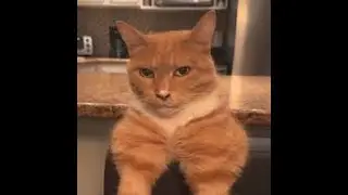 Top 5 Mewing