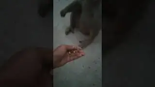 Love Animal 🤗