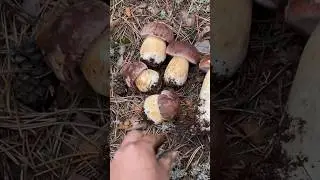 БОРОВИКИ