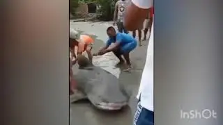 HOMENS SALVAM TUBARÃO VÍDEO EMOCIONANTE