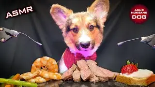 ASMR Mukbang Food 🐕 Corgi Dog Eating 9 🐕
