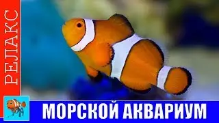 Relaх sea saltwater aquarium 4K