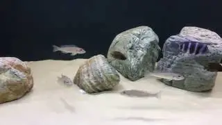 Мои 800 литров с хищниками