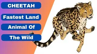 Cheetah | The Fastest Land Animal On Earth | Beastie Beasts