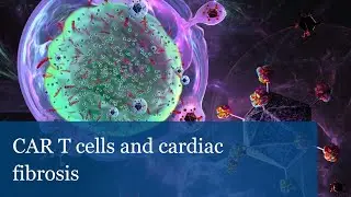 CAR T cells and cardiac fibrosis (Joel G. Rurik)