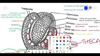 Funaria Lecture 2; Development of sporophyte and Structure of sporogonium
