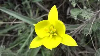 Тюльпаны Джан-Куторана