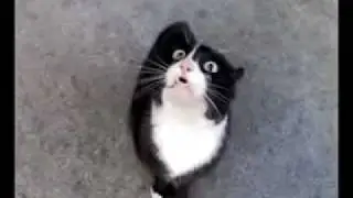 Аццкий кот