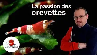 La passion des crevettes d'aquarium ! Avec Laurent