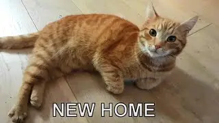 We adopted a cat! First 24 hours of settling in - almost 1.000.000 views!