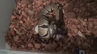 Feeding Ana