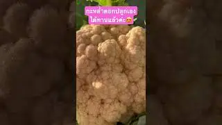 กะหล่ำดอกลูกโตๆ #กะหล่ำดอก #ปลูกเอง #สวยๆ #ลูกโต #cauliflower #beautiful #vegetable