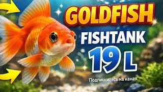 Goldfish. First fishtank. #aquarium #fishtank. #aquascape  09.02.2024