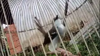 Burung Ciblek Pastol OTW Gacor!