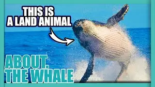 ABOUT. The Whale
