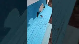 18 апреля. Пасмурно. Всю неделю несут пыльцу