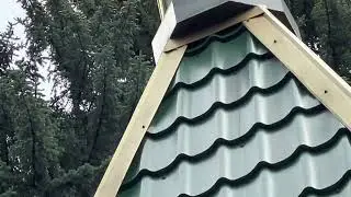 Дятел на прогулке!