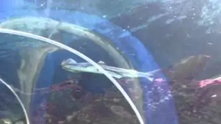 Shark and stupid gormless fish