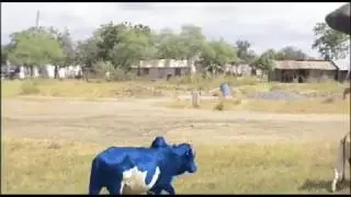 NI MAAJABU!! Ng'ombe Wa Blue