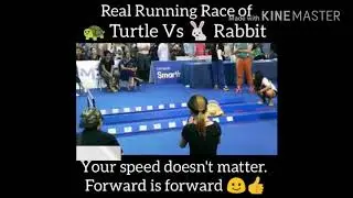 Real-life turtle vs rabbit race find out who wins?
