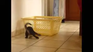 Chaton tout fou !