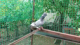 Самочка турецької адани