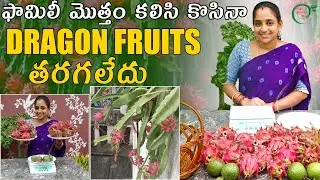 Dragon Fruit Harvesting | చెట్టంతా DRAGON FRUITS  || TELUGU GARDEN VLOG