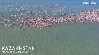 Kazakh Flamingos
