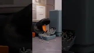 Auto duck feeder goes crazy