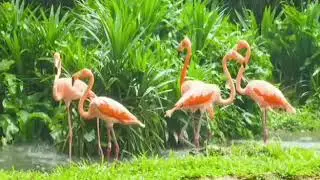 Beautiful Rain Sound #short video #rain
