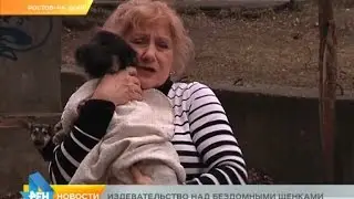 Издевательство над бездомными щенками