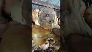 Вот мой результат.