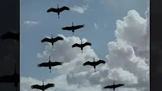 Видеосопровождение Журавли