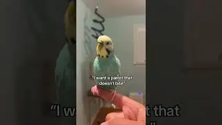 All animals can and will bite, it’s apart of owning them #parrot #budgie #fyp #cockatiel #conure