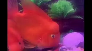Beautiful and attractive aquarium fish pets