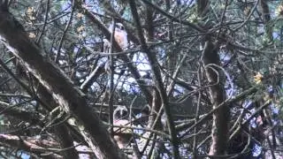 Hibou moyen-duc - 24 mai 2014