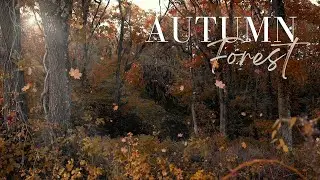 Autumn Forest - Bird Sounds - Woodland Ambiance | Relaxing Nature Video
