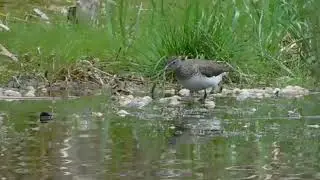 Черныши в заливе.