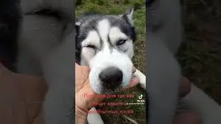Хаски Лекси