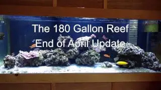 Full Tank Shot Friday 4-28-17 180 Gallon Saltwater Tank 4K