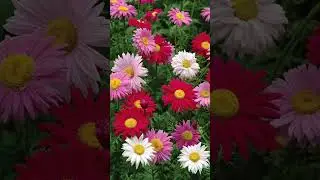 Обязательно посадите эти многолетние цветы 