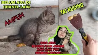 HOW TO WORK THE CAT IS NOT PUP RELATED