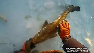 Проверка крючков на налима 09 02 2023