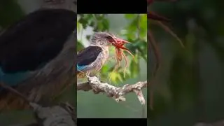 #kingfisher #birds #shorts #youtubeshorts #trending#viralvideo #shortsfeed