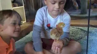 How to Raise Backyard Baby Chickens