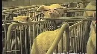 Undercover: Inside the Hog Factory - Part 1