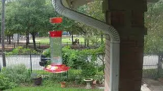 Woodland Heights Hummingbird Camera